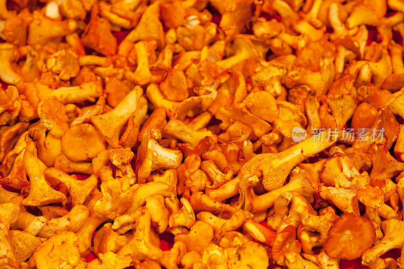 金鸡油菌(Cantharellus cibarius)